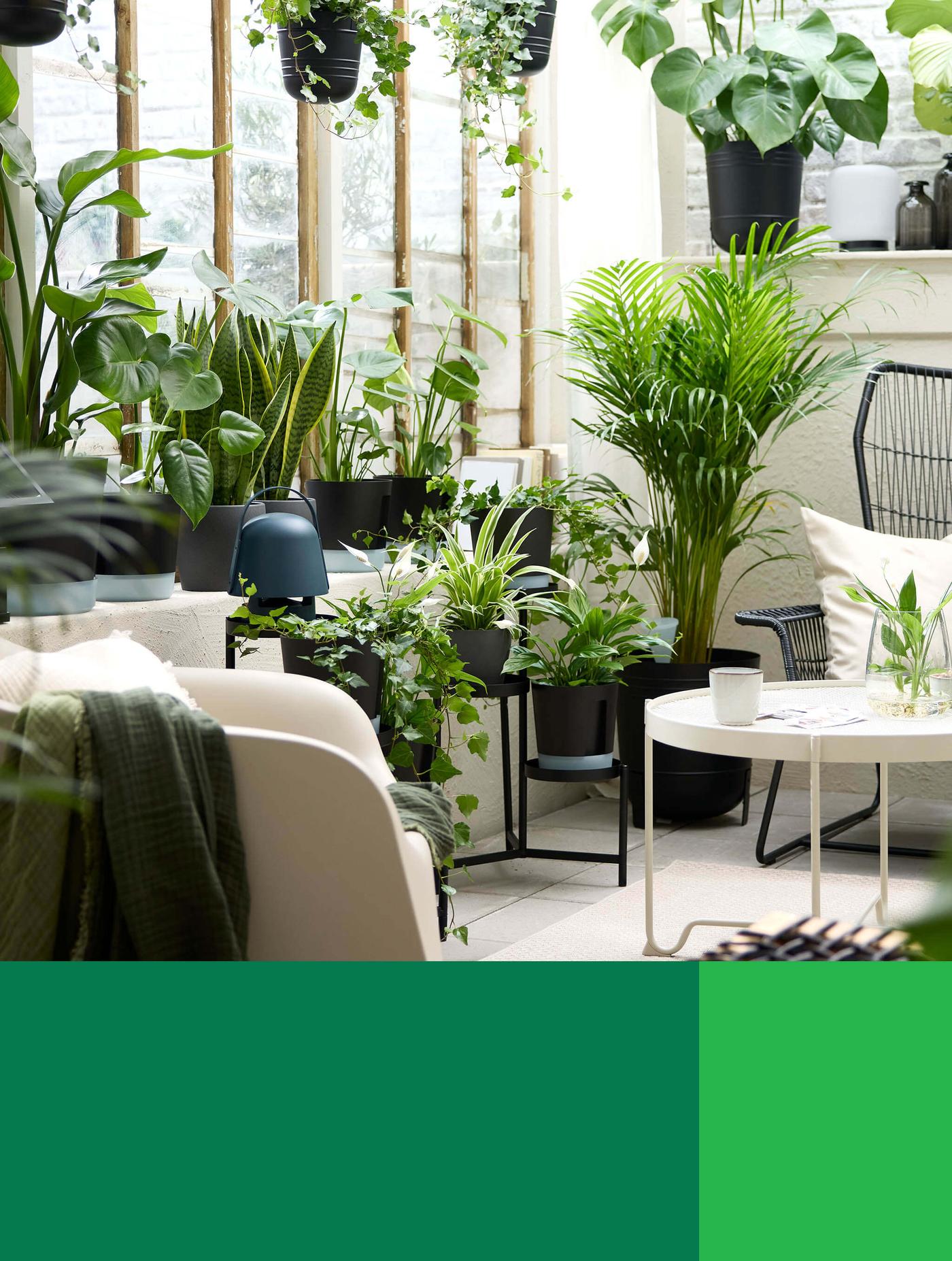 Rooting For You: Plant Workshop