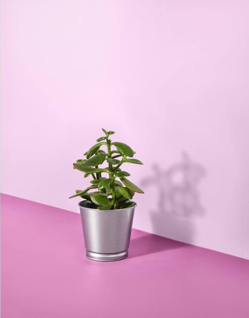 Grow your creativity!