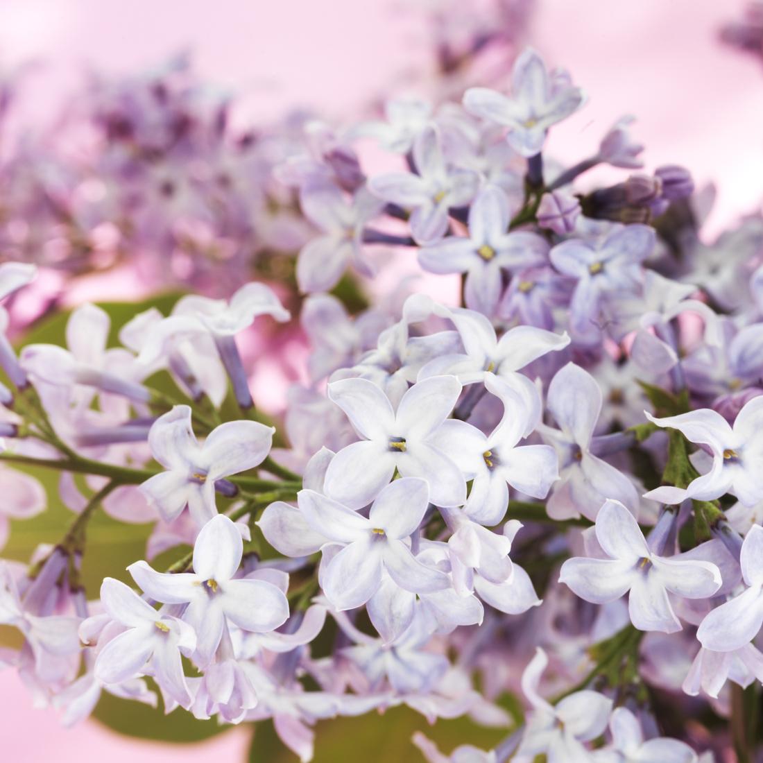Game Night: As-IS LINGO! In Bloom Edition
