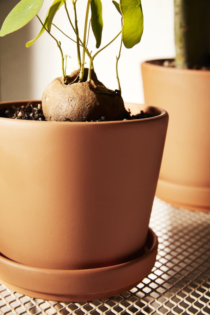 Earth Month: Plant Pot Decorating