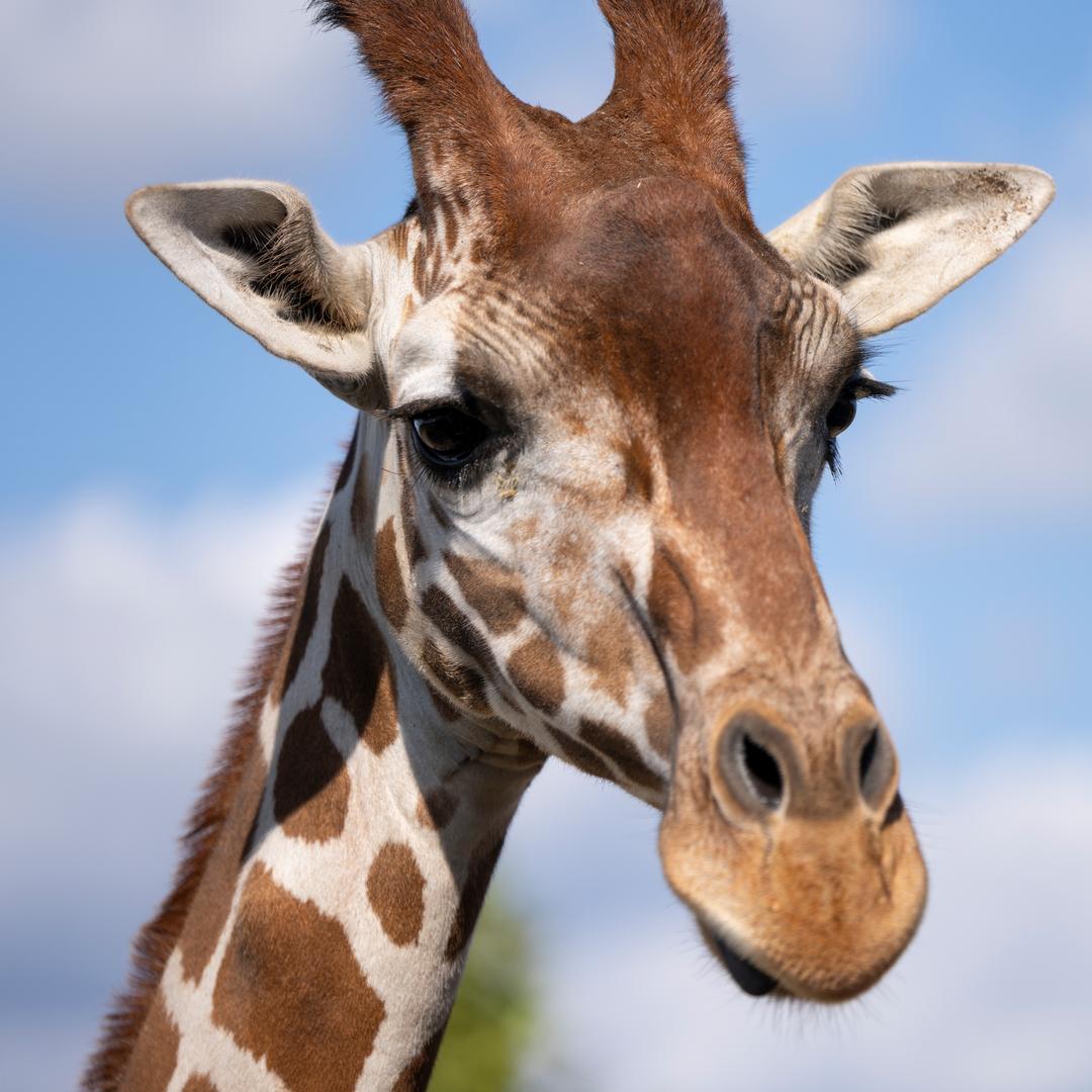 Columbus Zoo is our Newest IKEA Family partner!