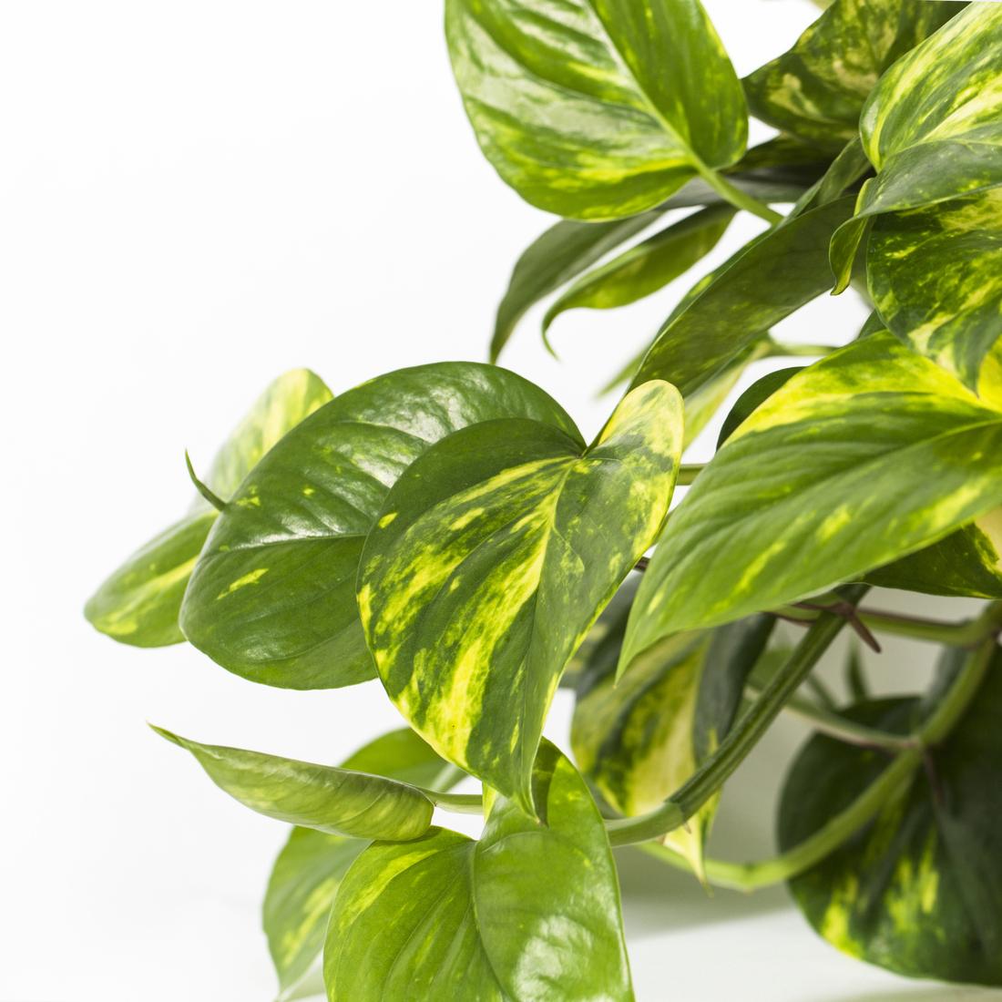 Plant More, Save More: 20% off Live Plant Offer