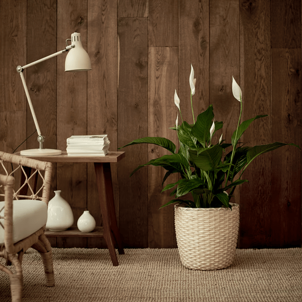 PLANTE DU MOIS : SPATHIPHYLLUM !