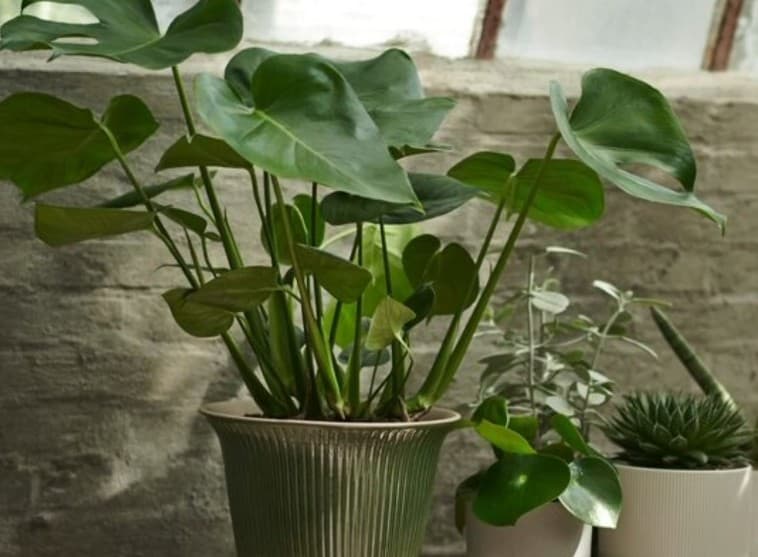 2 PLANTES NATURELLES ACHETÉES, LA 3ÈME OFFERTE !