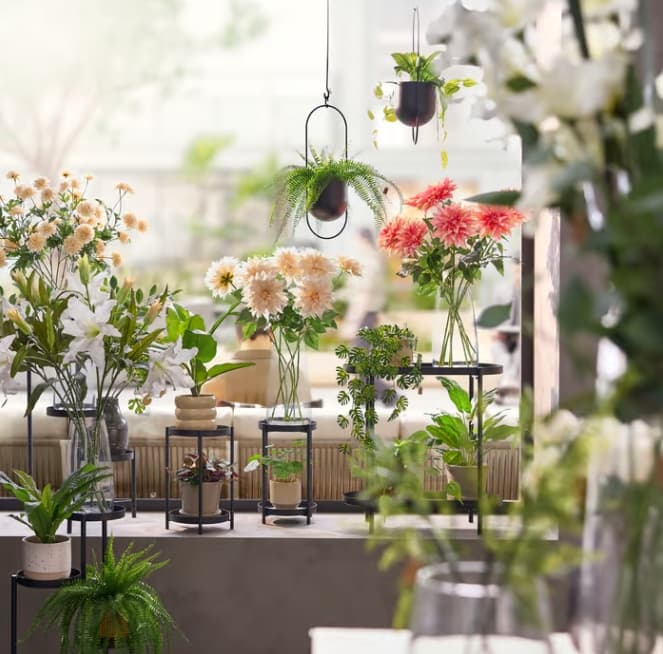 2 plantes naturelles achetées , la 3 ème offerte