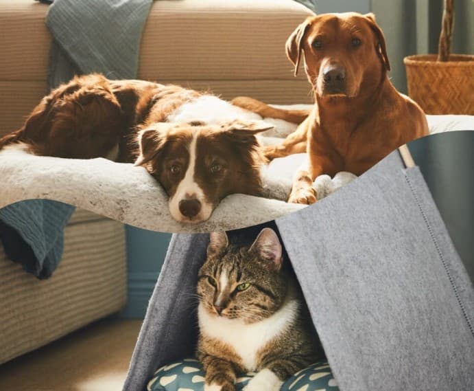 保護犬・保護猫譲渡会