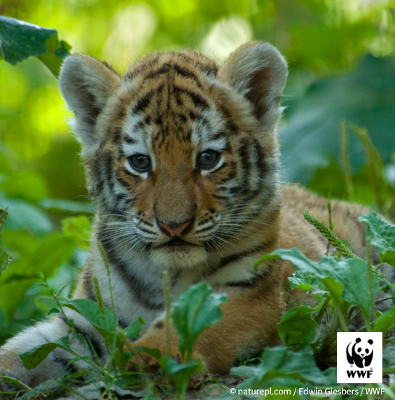 WWFジャパン・マンスリーサポーター募集キャンペーン開催のお知らせ