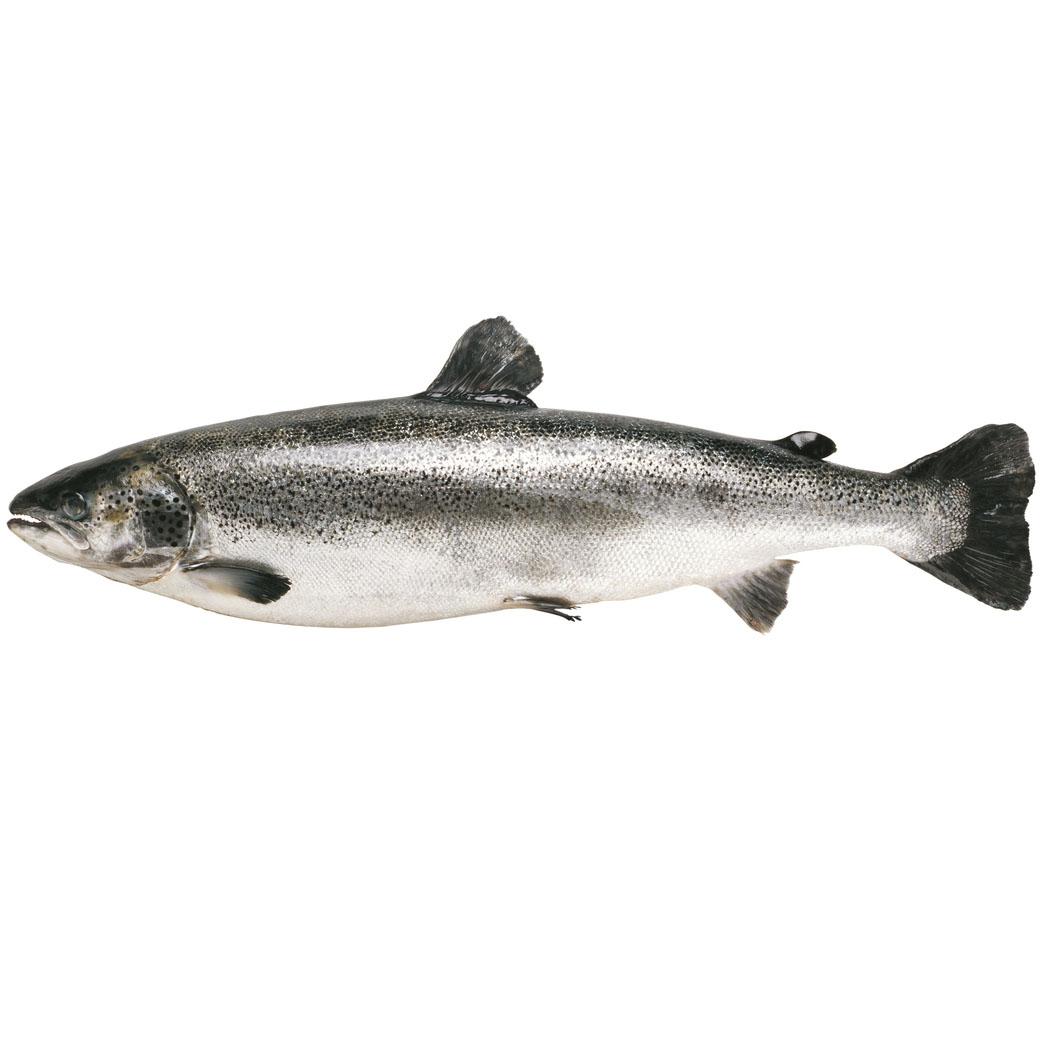 サーモン釣りをたのしもう！