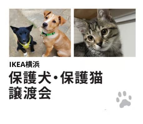 【IKEA横浜限定】保護犬猫譲渡会