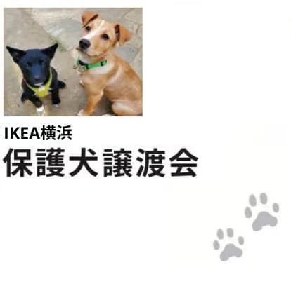 【IKEA横浜限定】保護犬譲渡会