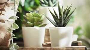 Artificial desk & office plants