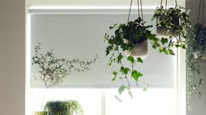 Blackout blinds