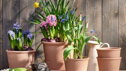 Flowering plants