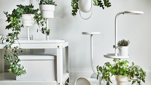 Hanging & climbing plants