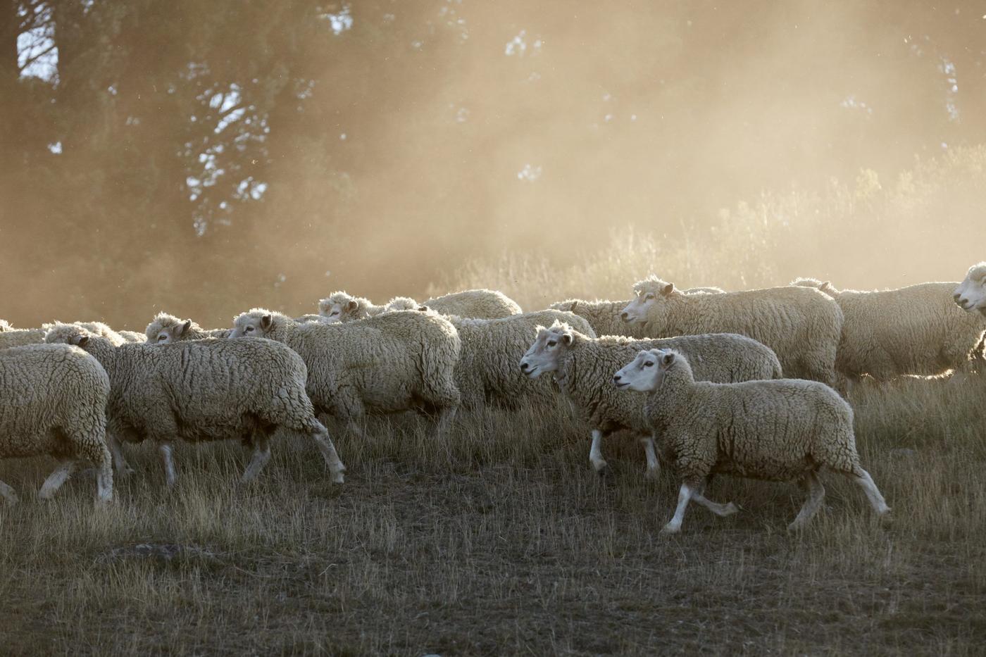 A flock of sheep running in a field with trees in the background.