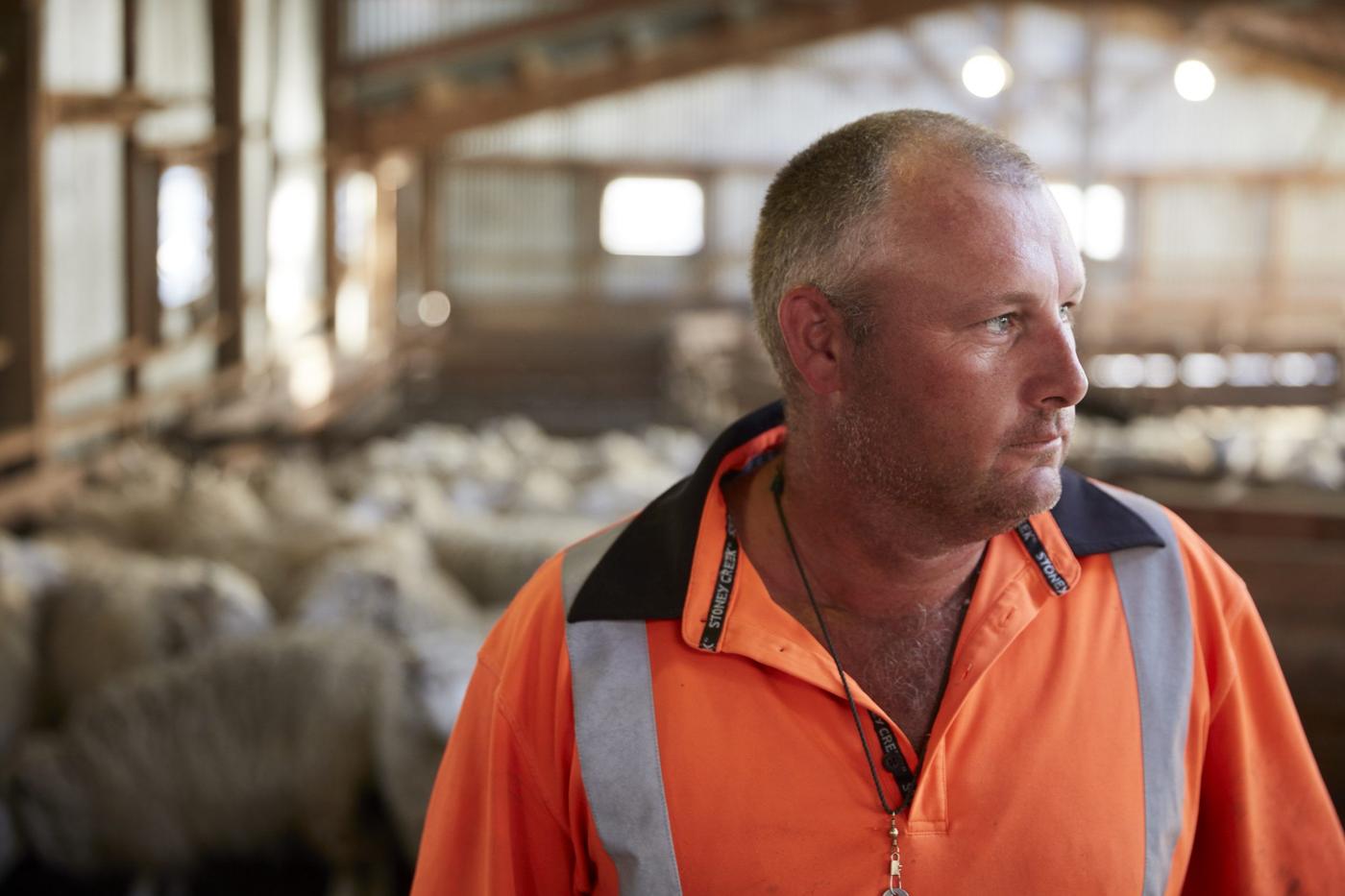 A man inside a barn with a flock of sheep.