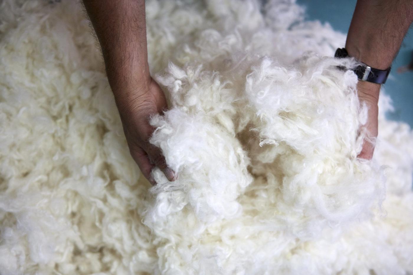 A pair of hands touching a pile of freshly cut white wool.