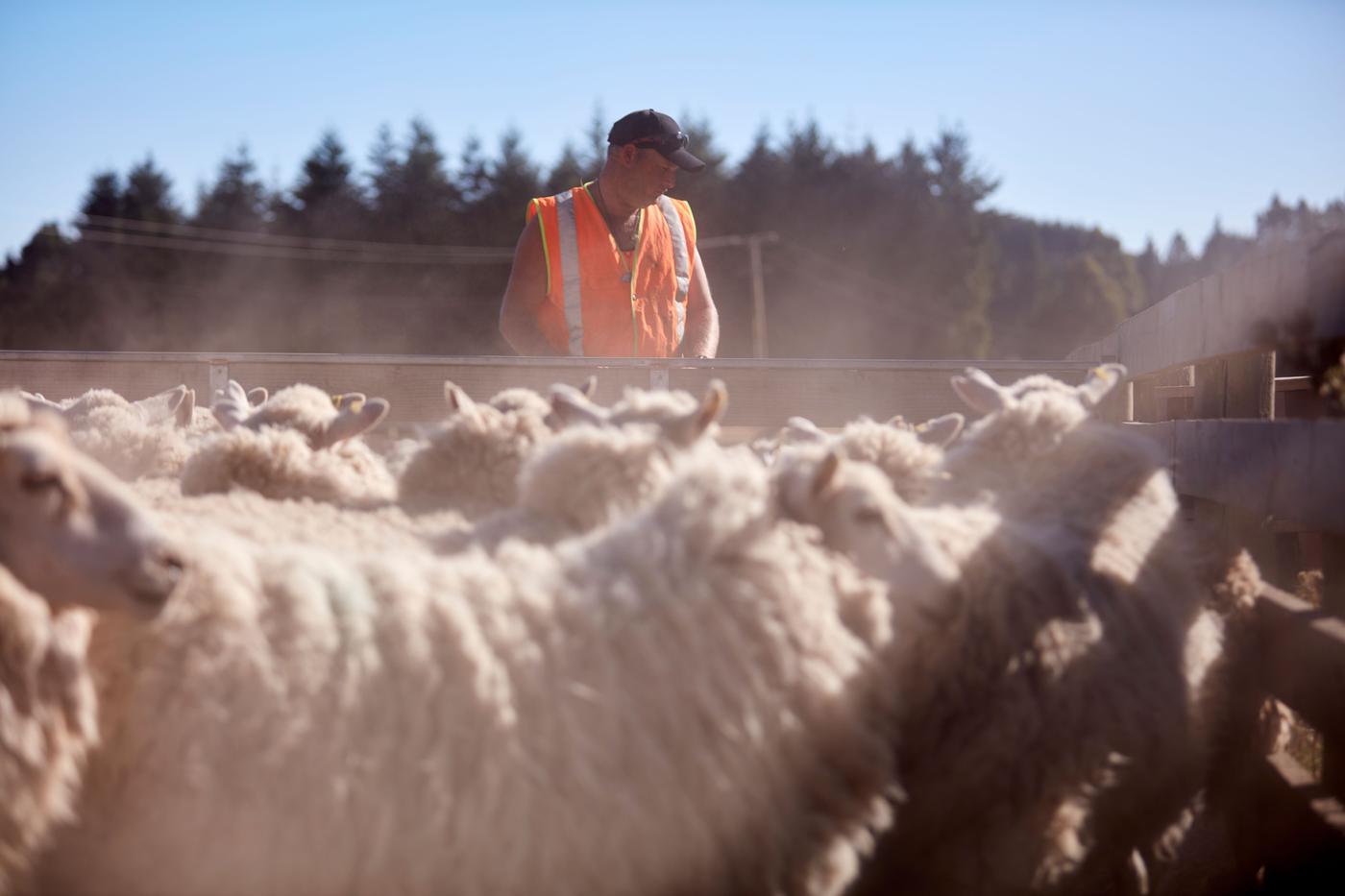 A man and a large group of sheep.