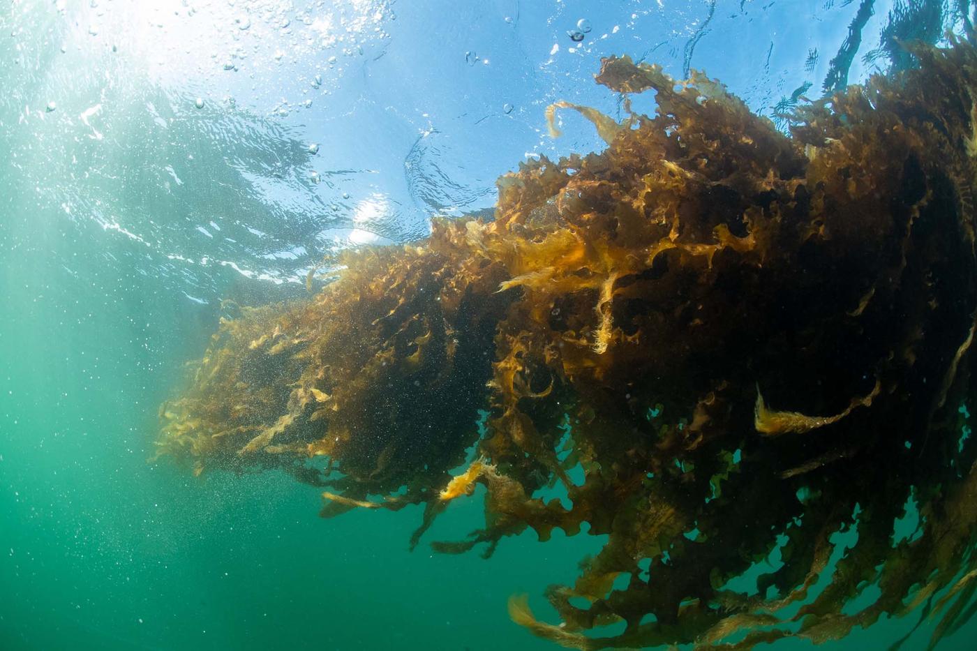 A piece of seaweed floats in the sea. The sun can be seen shining through the water. The image illustrates IKEA's work with marine innovation.