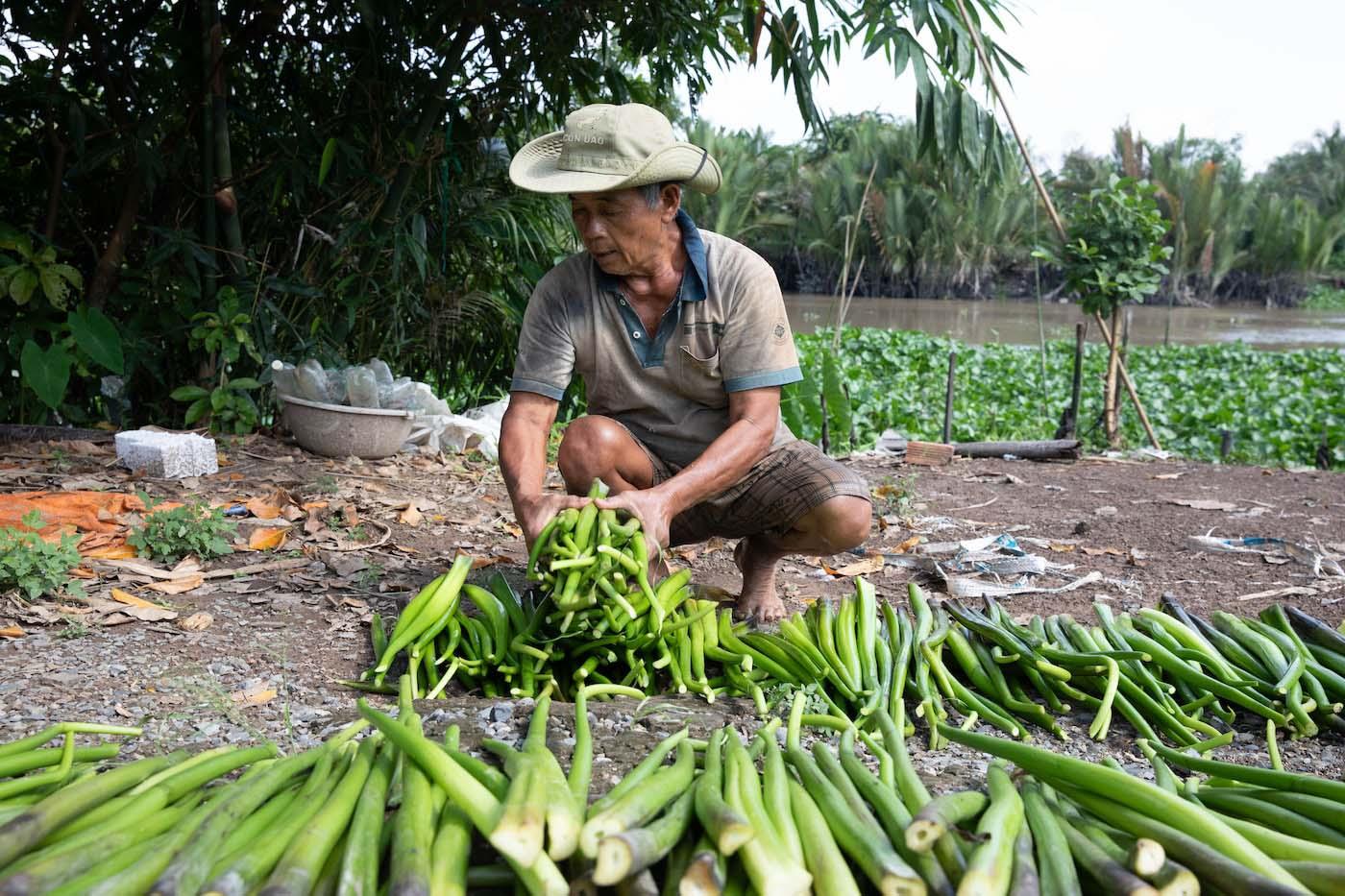A person lays long water hyacinth stalks out on the ground to dry.