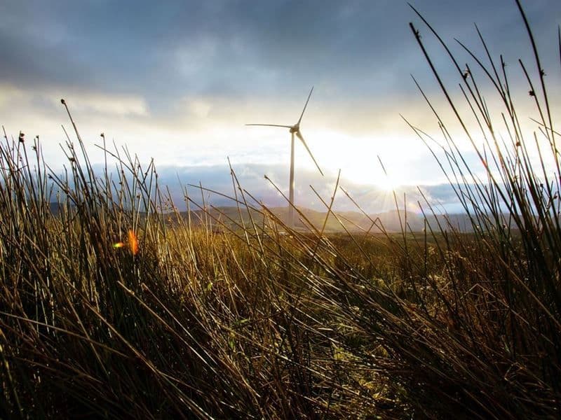 A landscape with long grass and a wind turbine in the distance.