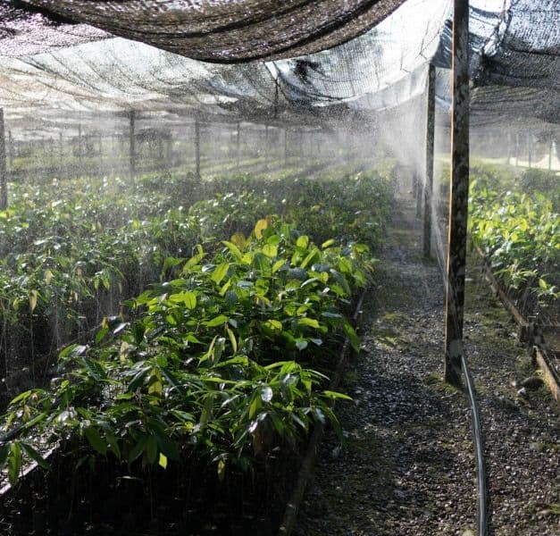 Inside a seedling nursery. It is covered in net. The sprinklers spray water.