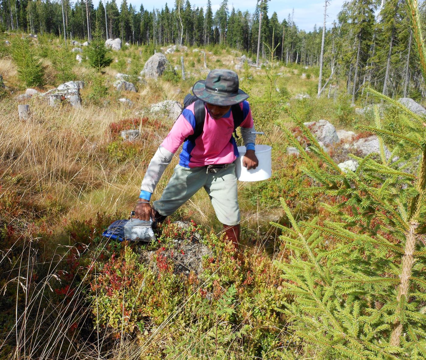 A photo of a migrant worker picking berries in a Swedish forest.