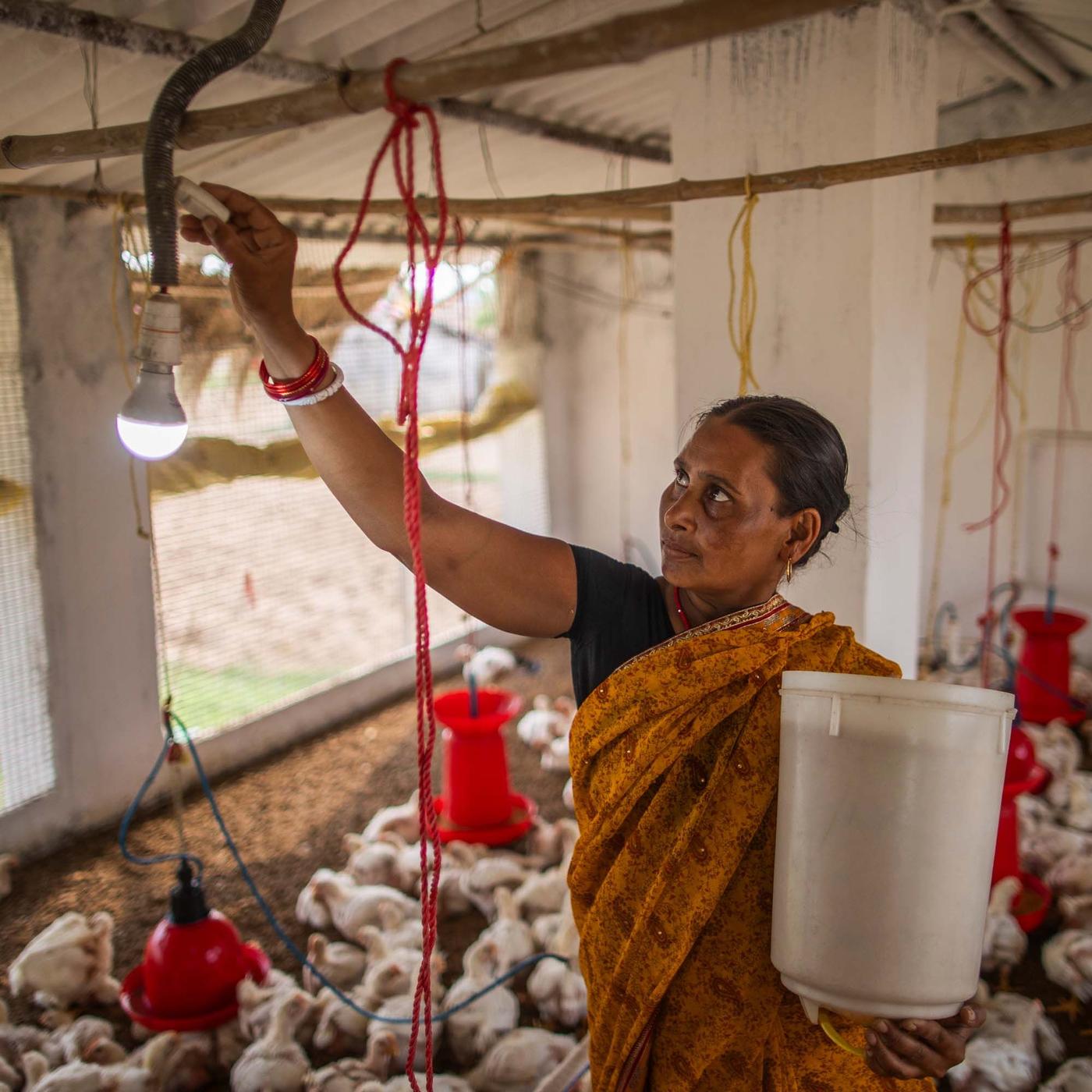 A person stands in a room filled with chickens, holding a bucket of chicken feed. She reaches up to a cable hanging from pipes above.