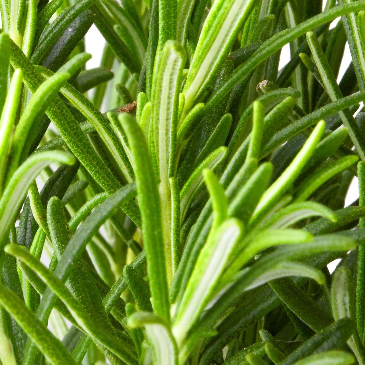Herb leaf texture.