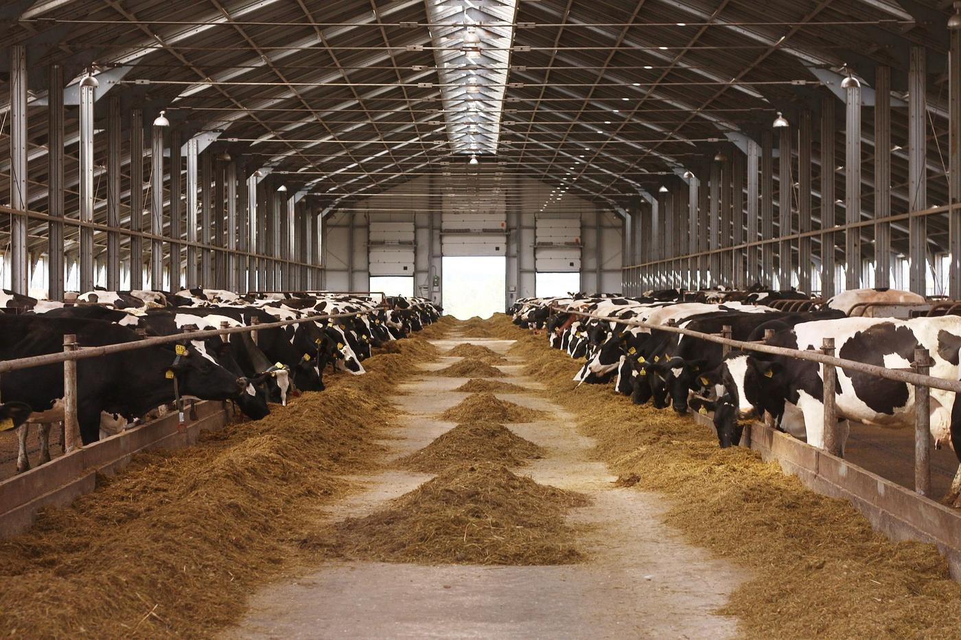 A large metal barn with cattle on either side eating.