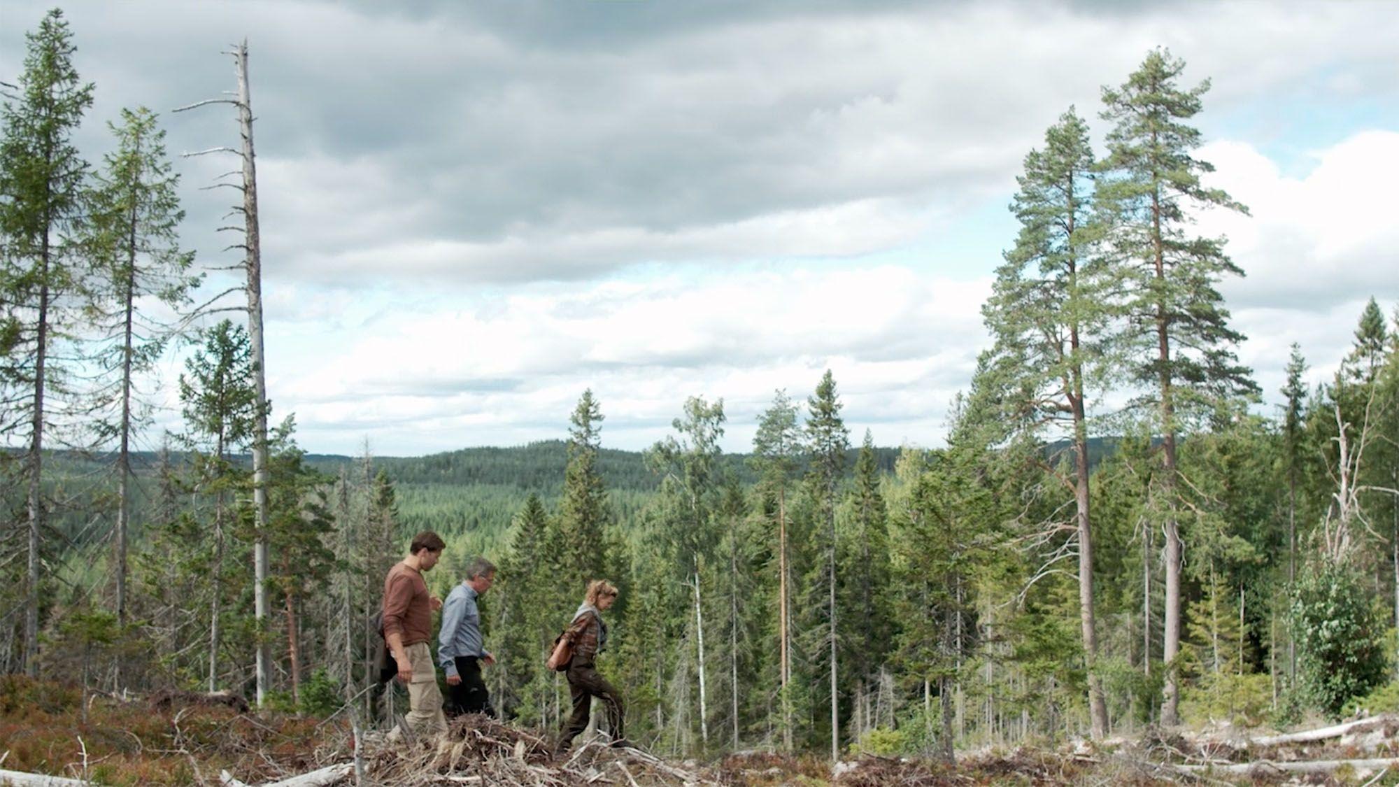 Promoting responsible forestry beyond our business IKEA Global