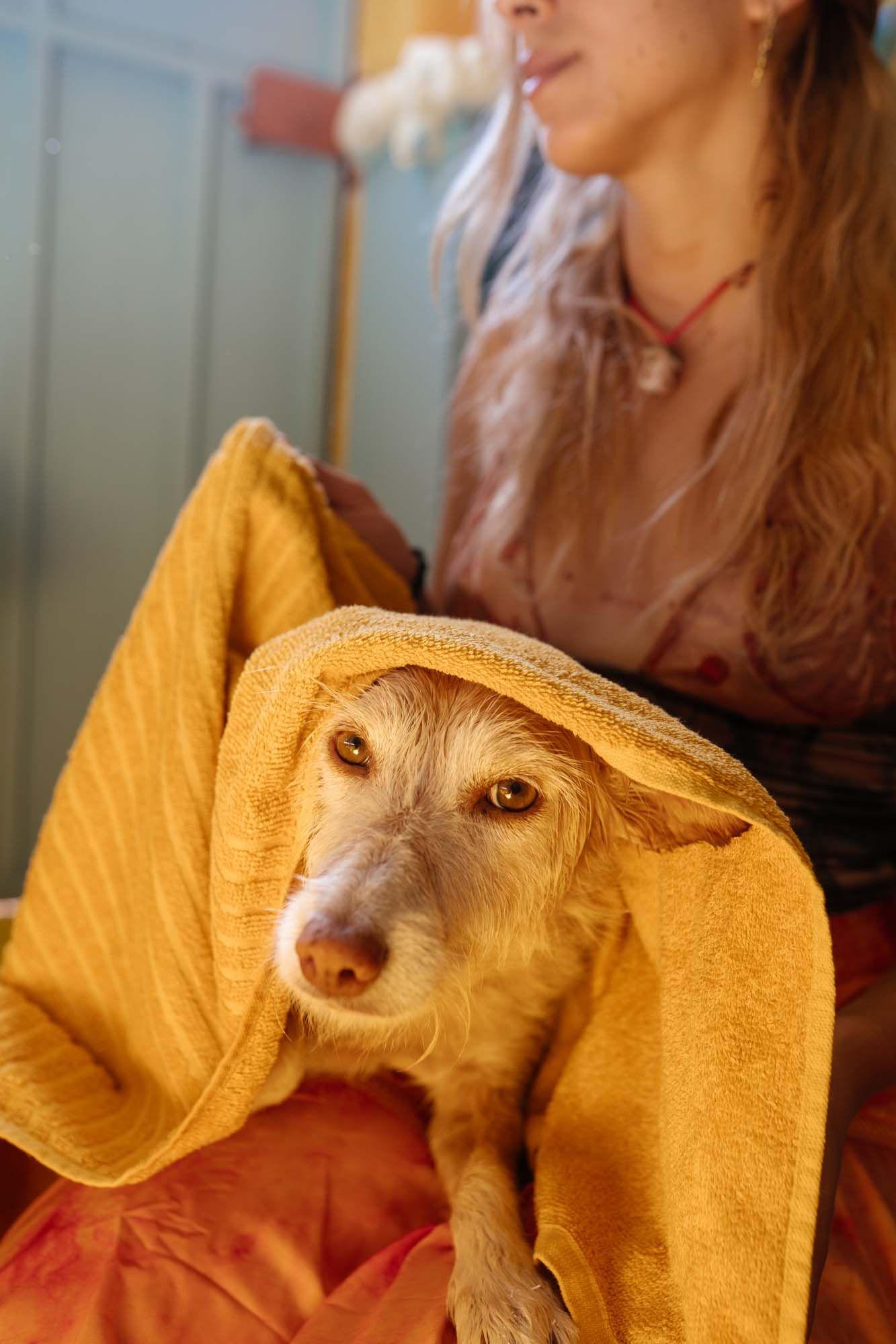 Maria rubs her dog, Camila with a yellow towel. The dog looks happy.