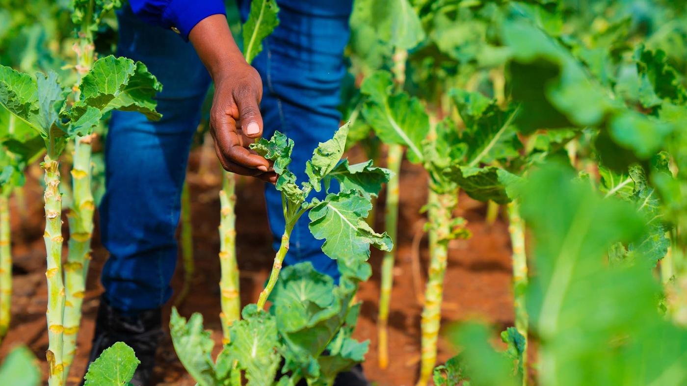 A cropped image of a person's legs and their hand, which is touching a plant leaf in a crop field.