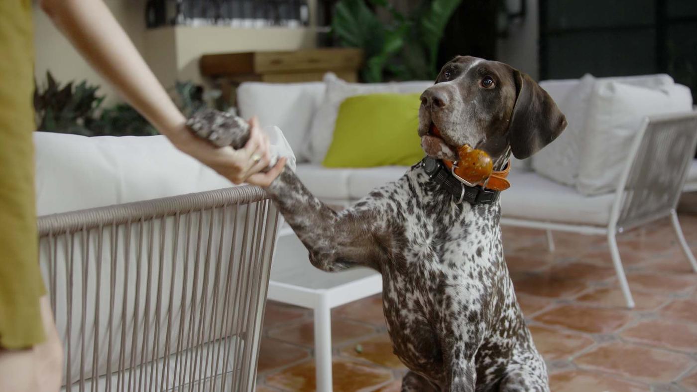 A person's hand holds a dog's paw on the outdoor terrace. The dog holds a toy in its mouth.