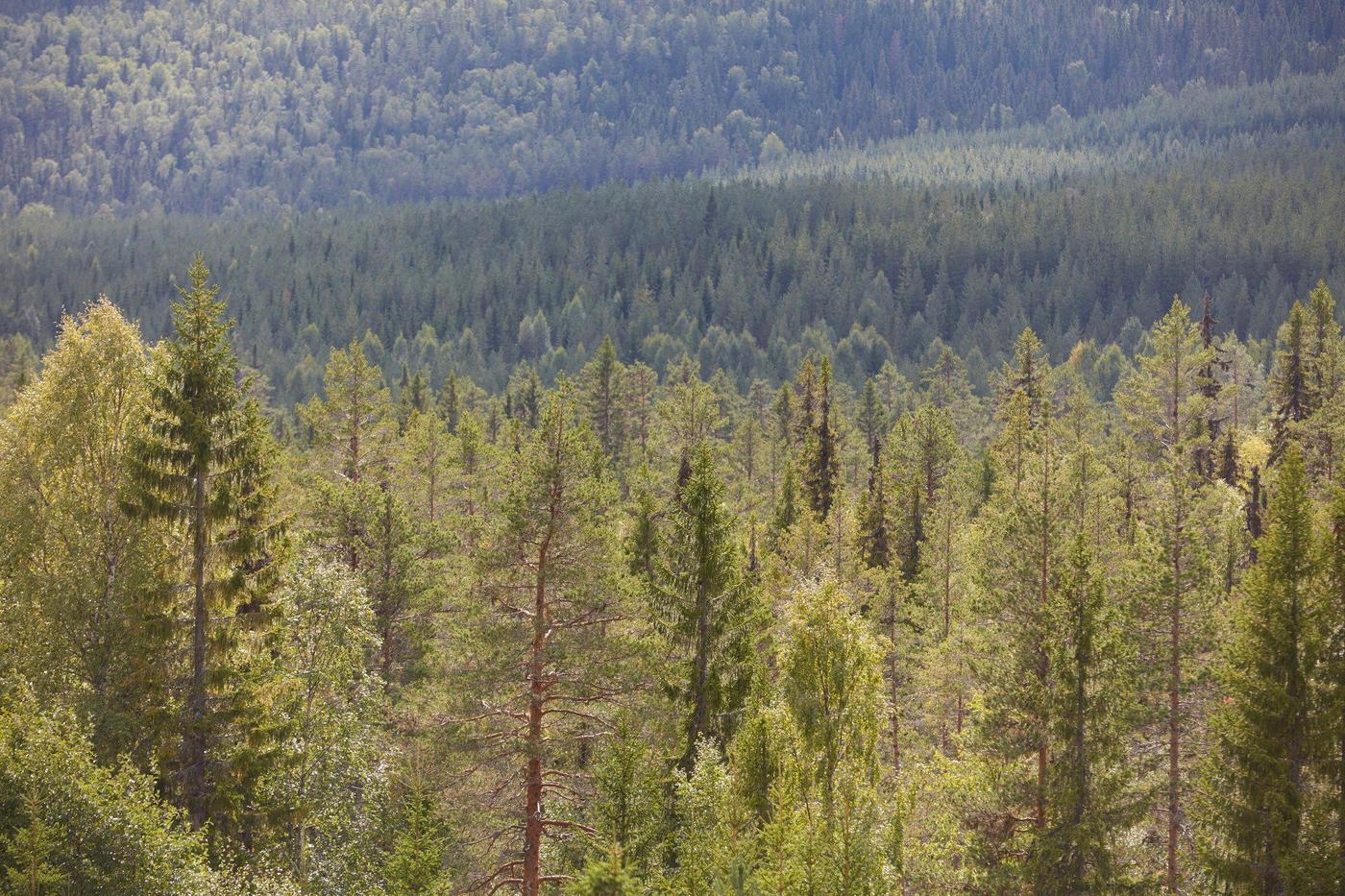 A view over a pine forest.