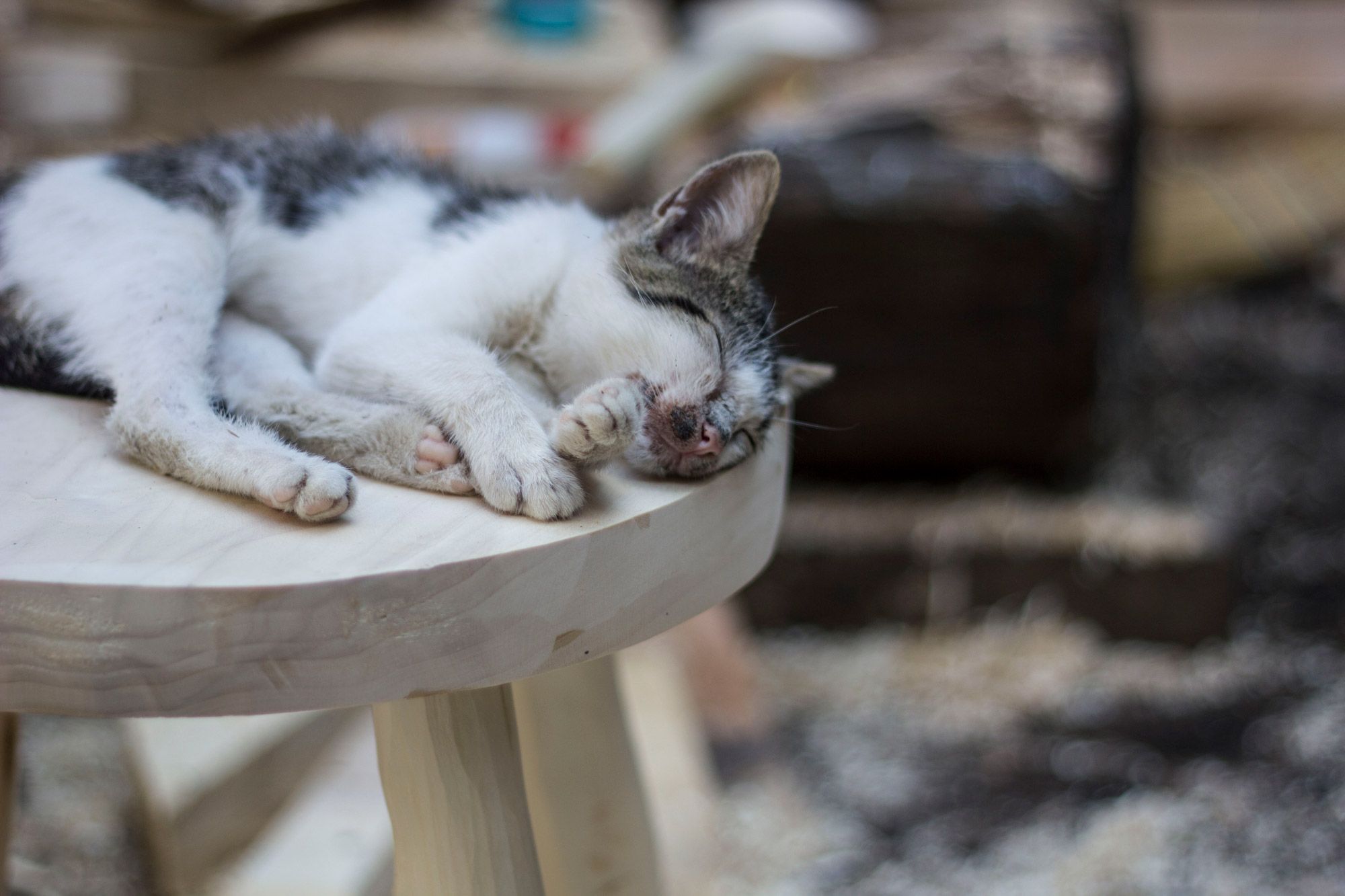 Cat dozing on a handmade wooden stool.
