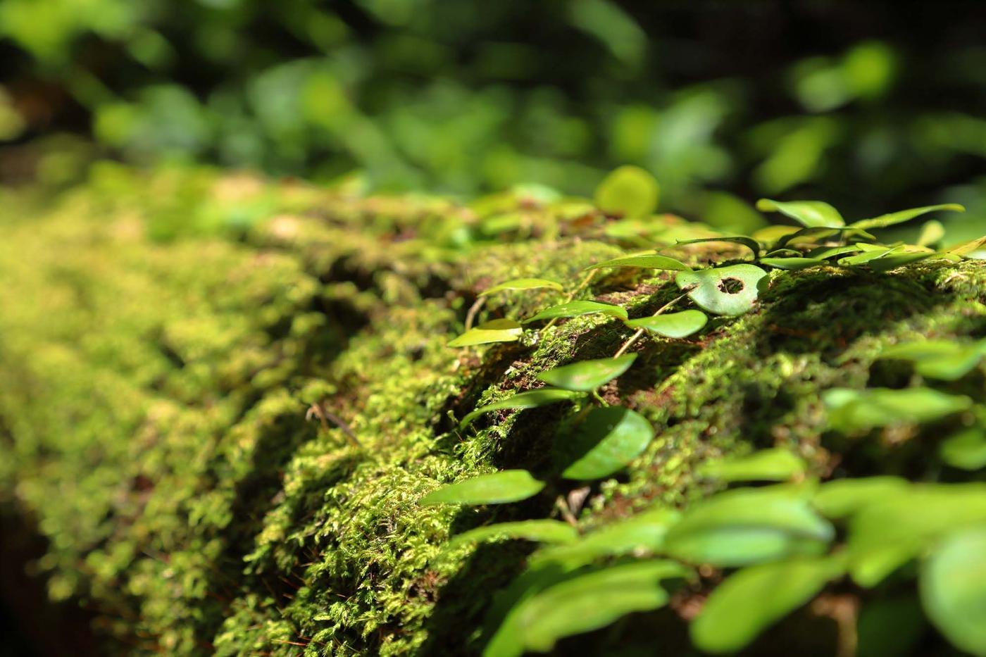 A close up of a log in a forest, covered in moss. Green leaves cover the log.