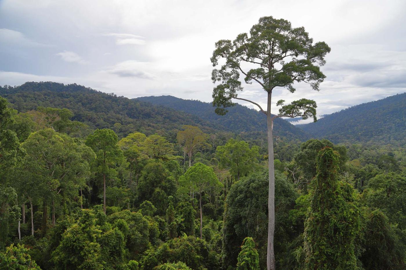 A tall tree stands above the others in a forest.