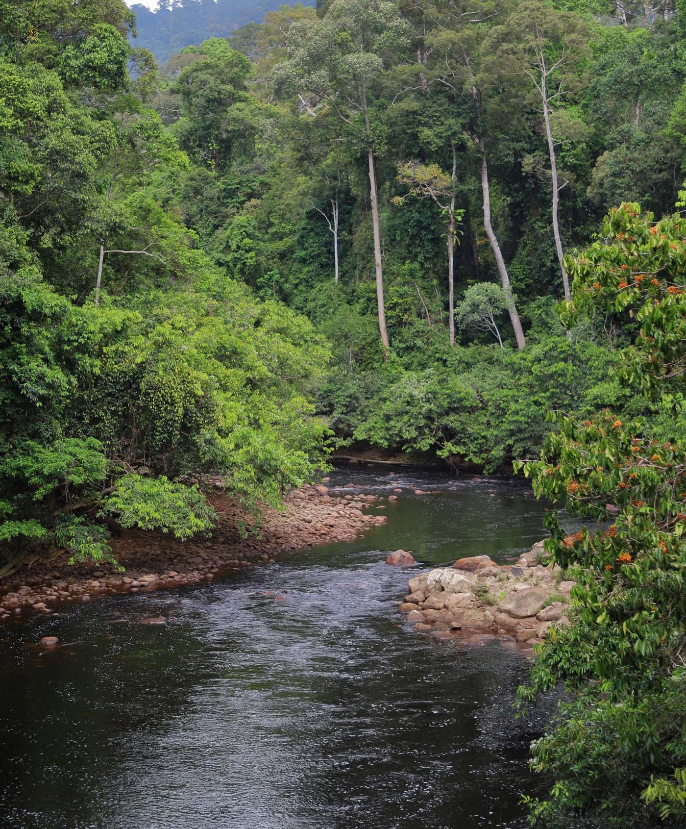 A river running through a lush forest, with trees on either side.