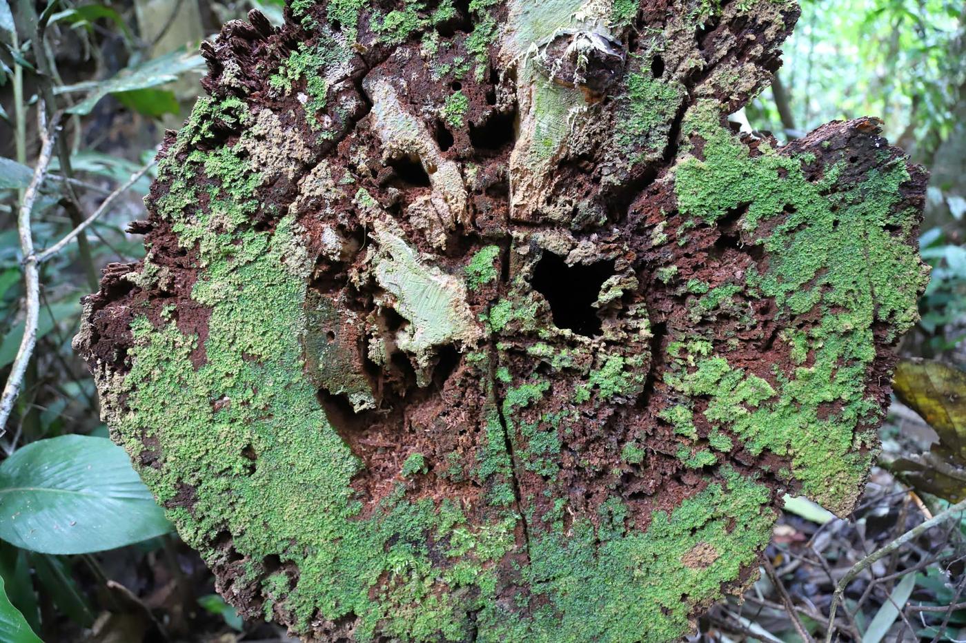 A close-up of the end of a log, covered in moss.