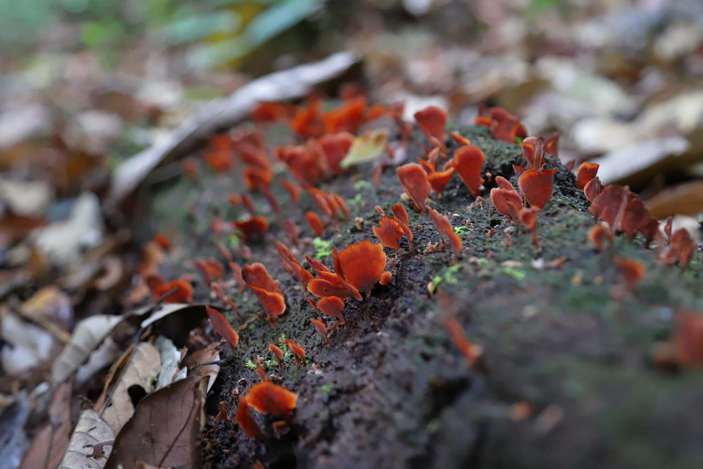 Close-up of a log in a forest, with small red fungus growing on its surface.