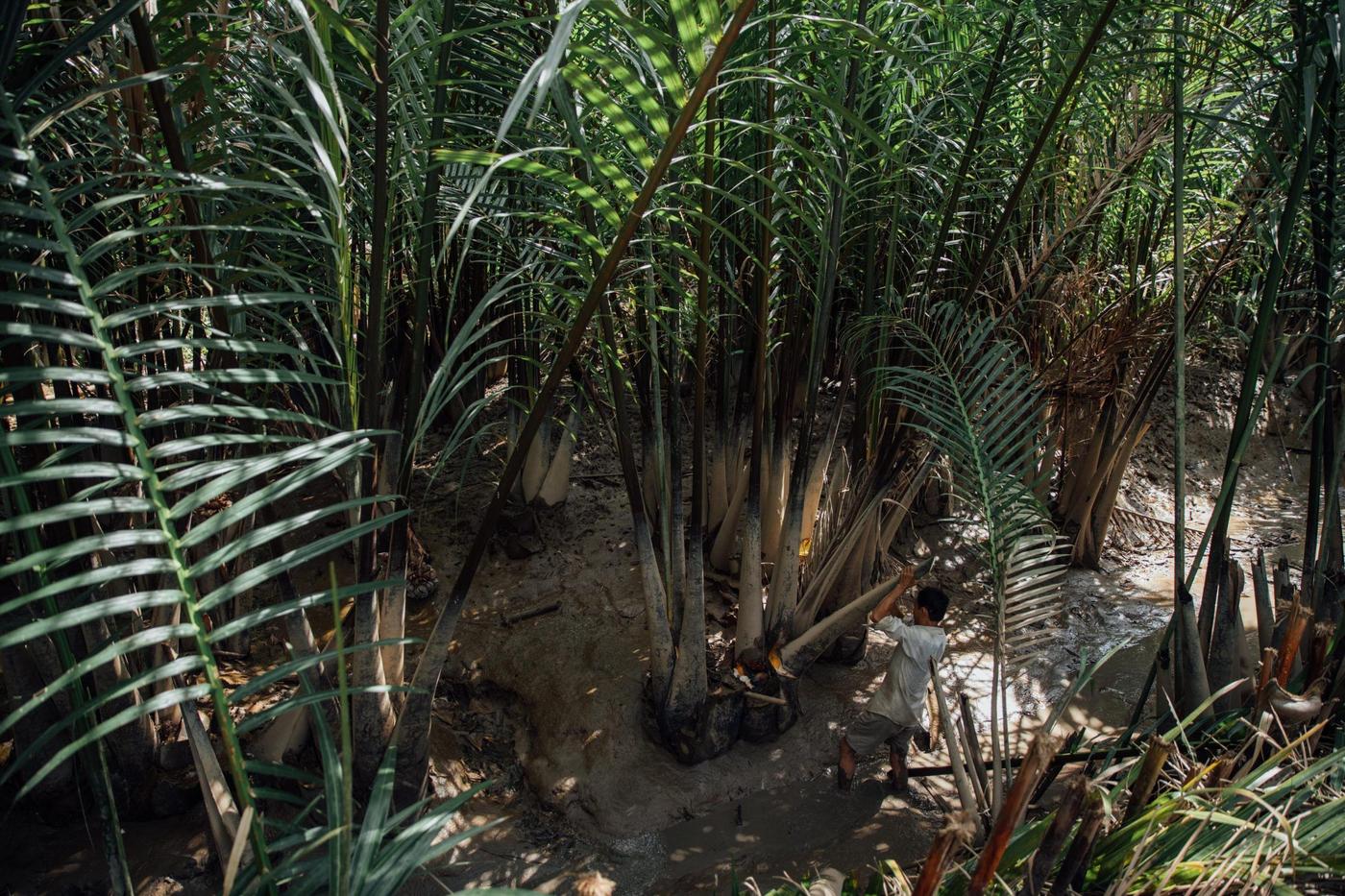 A forest of nipa palm and a man cutting off a tree.