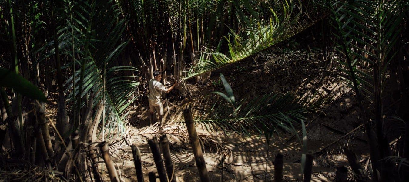 A forest of leaf-like nipa palm trees and a man cutting them.