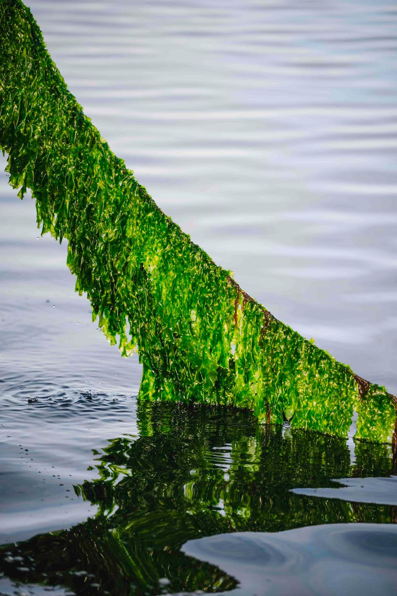 A line draped with fresh green seaweed is pulled up out of the water.