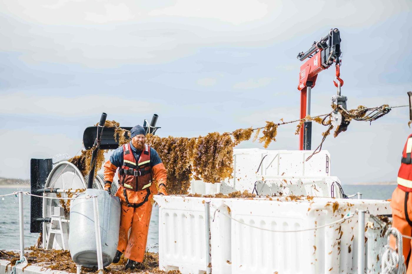 A man in protective workwear stands on a boat. He is surrounded by large white containers filled with seaweed and behind him is a crane-like machine with seaweed hanging from a line. He is harvesting seaweed.