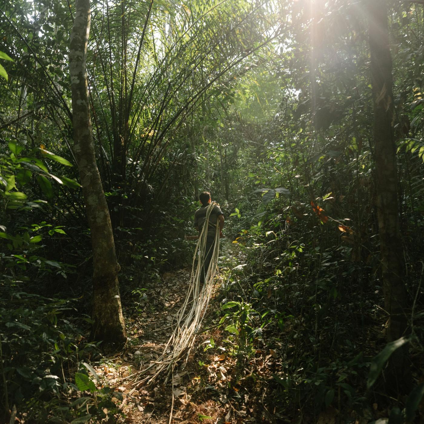 A man collecting rattan in the jungle in Indonesia.