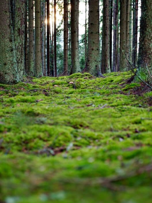 A vibrant green, moss-covered forest floor.