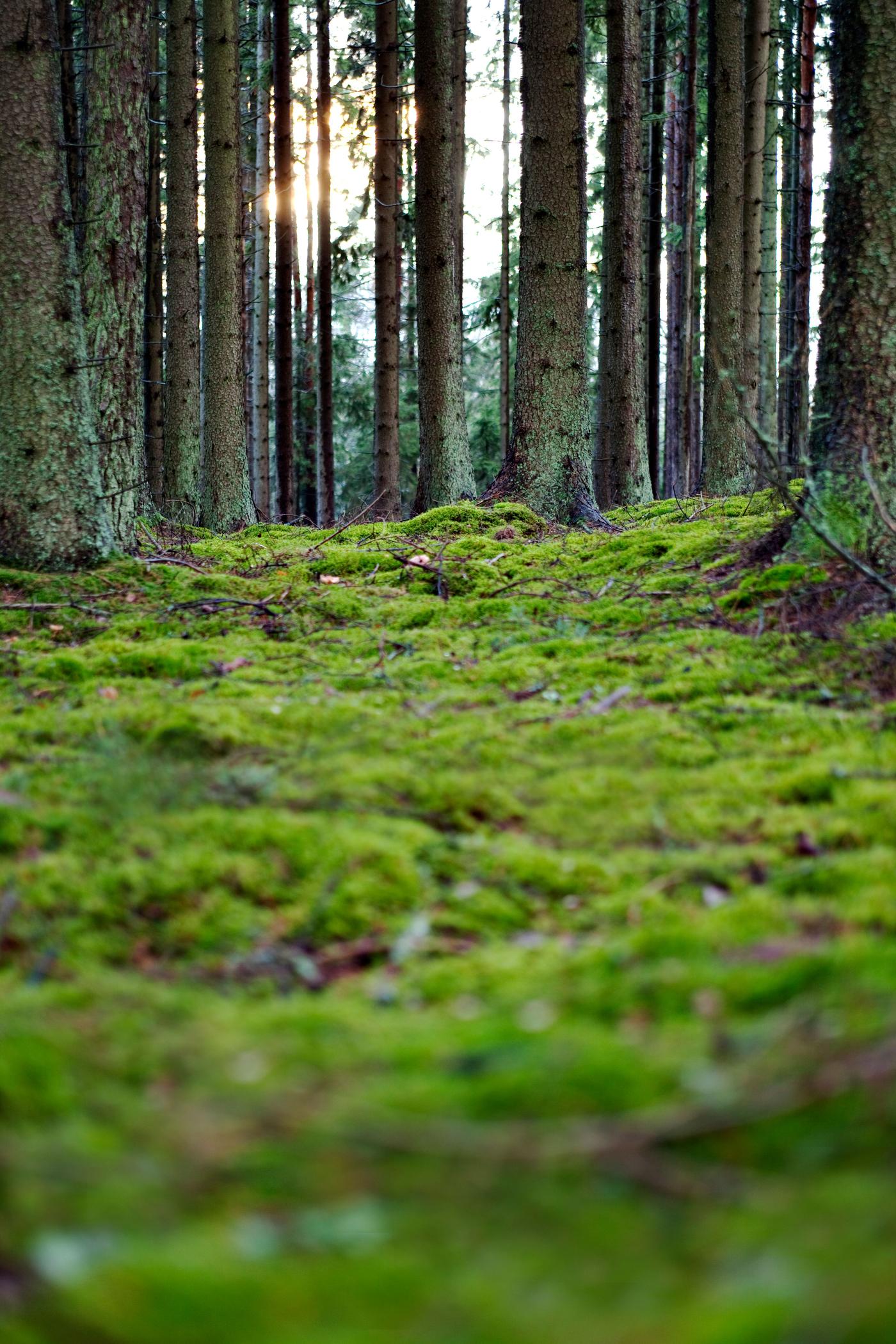 A mossy forest floor.
