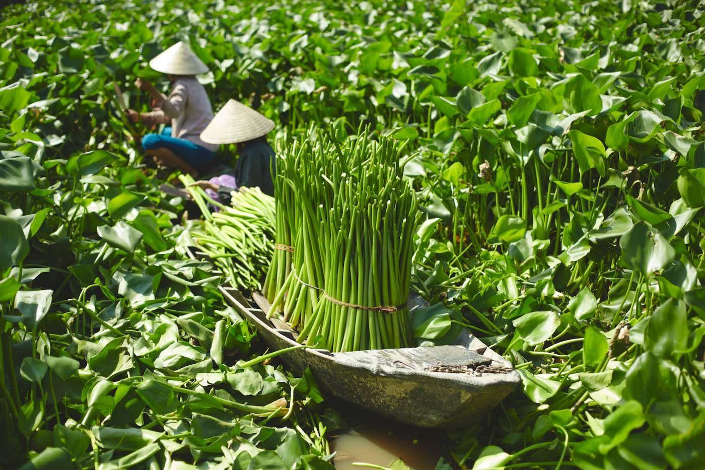 Two people wearing traditional hats stand on a wooden boat among water hyacinths, which they are picking.