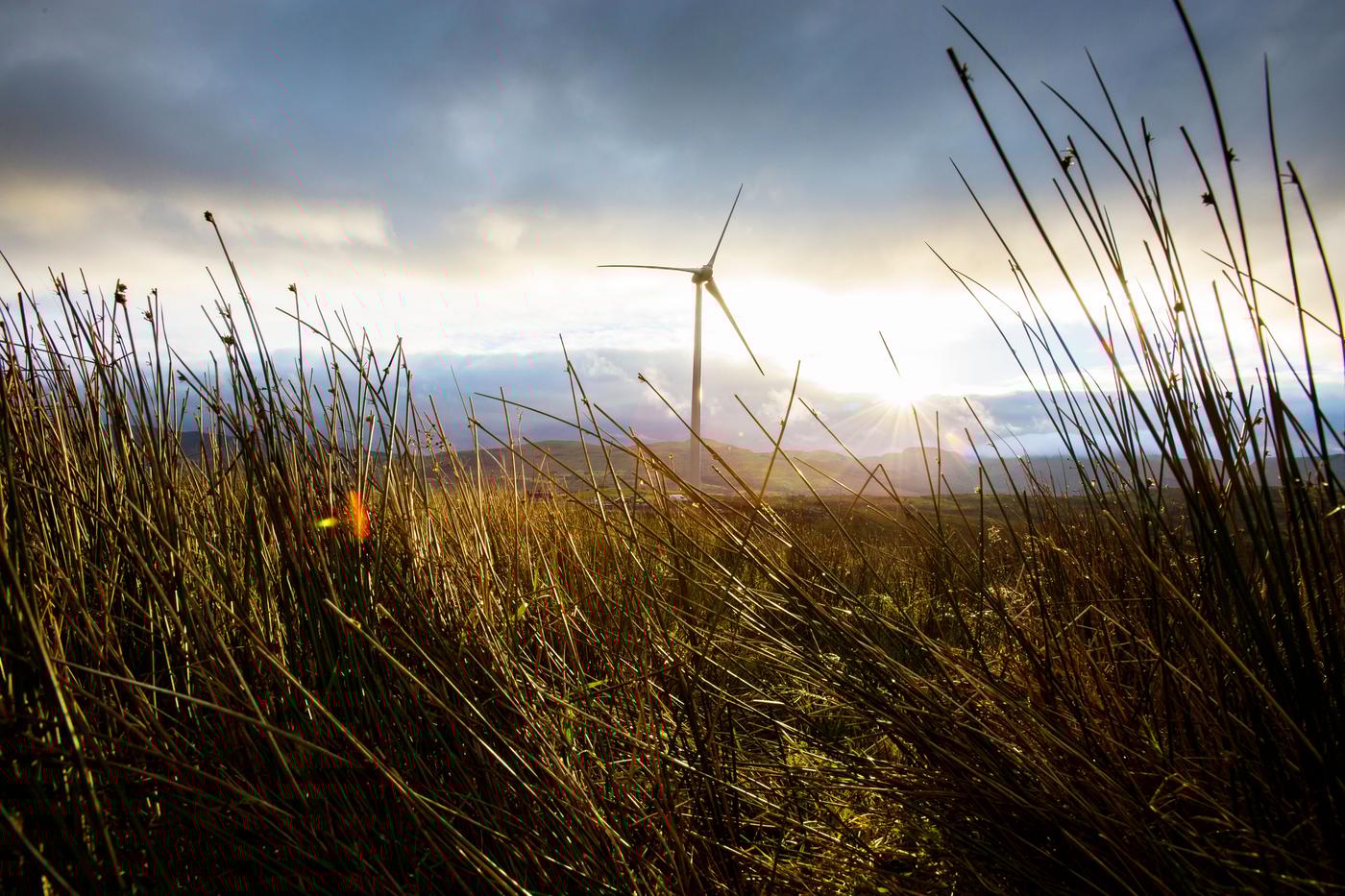 An open field with high plants and grass, a cloudy sky and a windmill in the far back.